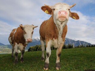 Bauernhof  _ Margarethengut