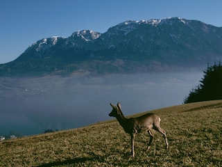 Casa per le vacanze Unterach am Attersee  31