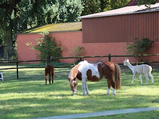 Maxi und die Alpakas