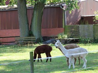 Unsere Alpakas