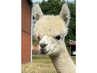 Carlos
