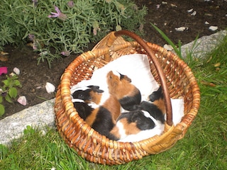Meerschweinchen