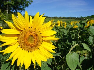 sun flower