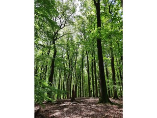 Buchenwald