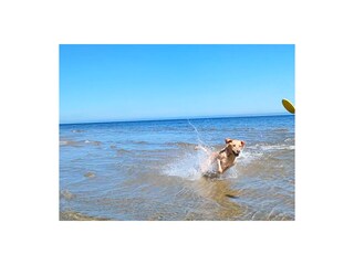 Wasserspaß am Hundestrand