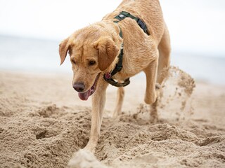 Digging and water fun on the dog beach
