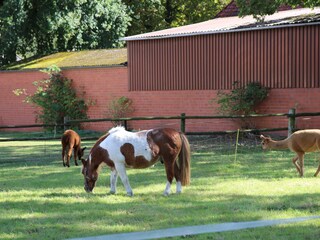 Maxi und die Alpakas