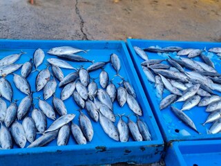 Fish Market