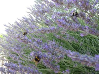 Appartamento Mrljane Ambiente 19