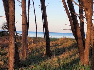Darßer Wald, Weststrand
