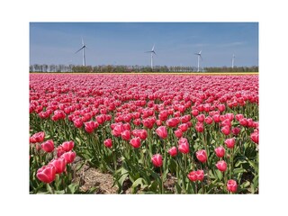 Bungalow Sint Maartenszee Umgebung 15