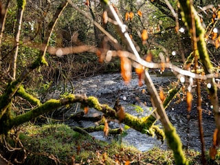 Ferienhaus Holsworthy Außenaufnahme 12