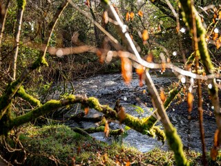 Maison de vacances Holsworthy Enregistrement extérieur 7