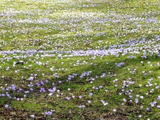 Garten während der Krokusblüte