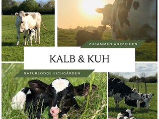 Muttergebundene Kälberaufzucht