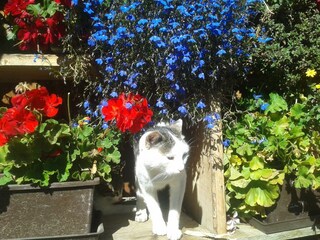 Boerderij Olang Buitenaudio-opname 10