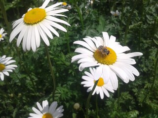 Fattoria Olang Documento 22