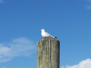 Appartamento per vacanze Carolinensiel Ambiente 18