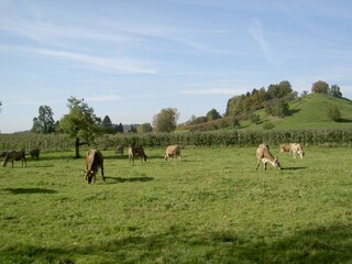 Appartamento per vacanze Lindau am Bodensee Ambiente 35