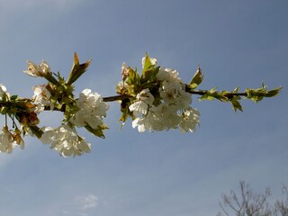 Cherry blossoms in spring