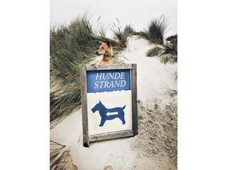 Amrum - hier geht's zum Hundestrand