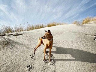 Hundeurlaub auf Amrum