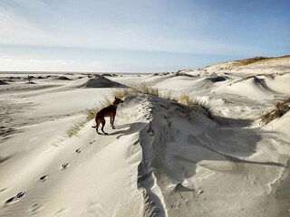 Amrum - Dünenlandschaft