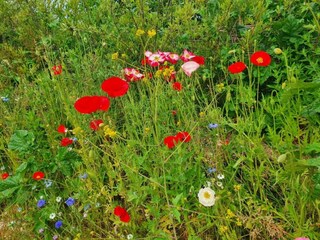 Holiday cottage Newton Abbot Environment 24