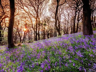 Cottage Welt Umgebung 28