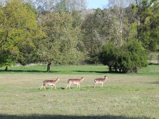 deer
