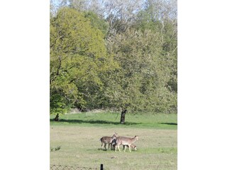 deer