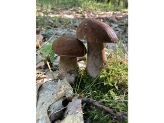 porcini mushroom