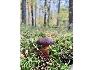 Ferienhaus Speck Umgebung 27