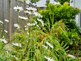Holiday cottage Newquay Outdoor Recording 6