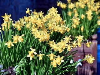 Vakantiehuisje Richmond (North Yorkshire) Buitenaudio-opname 1