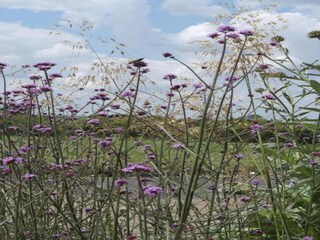 Chalet Buckingham Omgeving 24