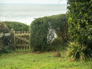 Vakantiehuisje Penzance Buitenaudio-opname 4