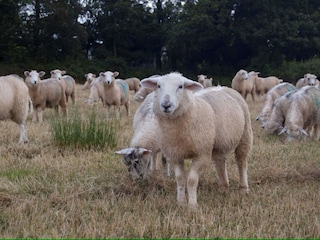 Vakantiehuisje Holsworthy Buitenaudio-opname 10