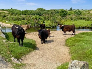 Vakantiehuisje St. Breward Omgeving 34