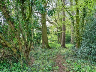 Casa de campo Clapton Grabación al aire libre 3