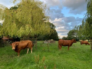 Chalet Malton Ambiente 33