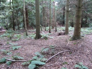 Chalet Welshpool Environnement 27