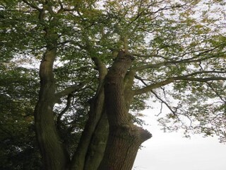 Chalet Welshpool Omgeving 19