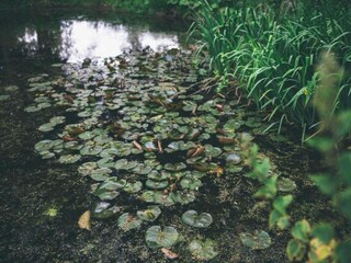 Chalet Welshpool Omgeving 38