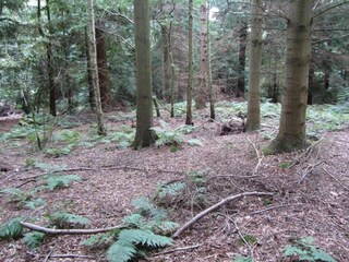 Chalet Welshpool Ambiente 38