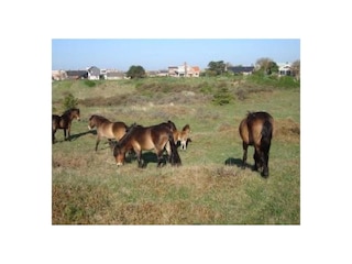 Ferienwohnung Egmond aan Zee Umgebung 12