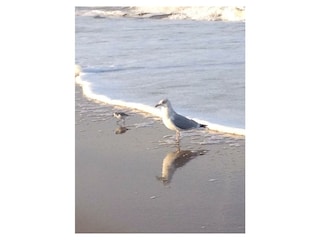 Ferienwohnung Egmond aan Zee Umgebung 15