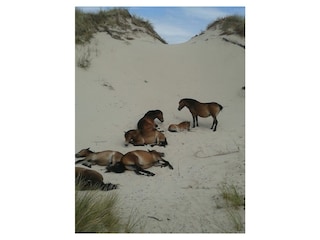 Ferienwohnung Egmond aan Zee Umgebung 16
