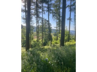 Wald vor der Tür