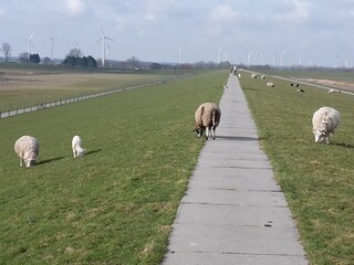 Appartement de vacances Dangast Environnement 25